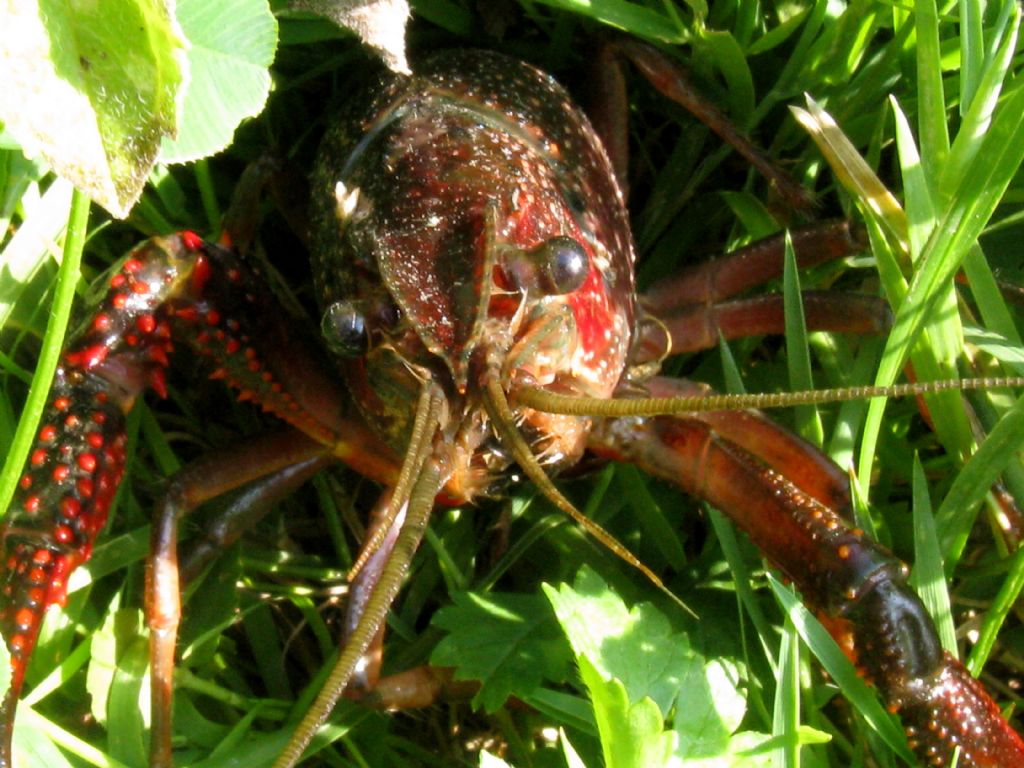 Gambero rosso della Louisiana