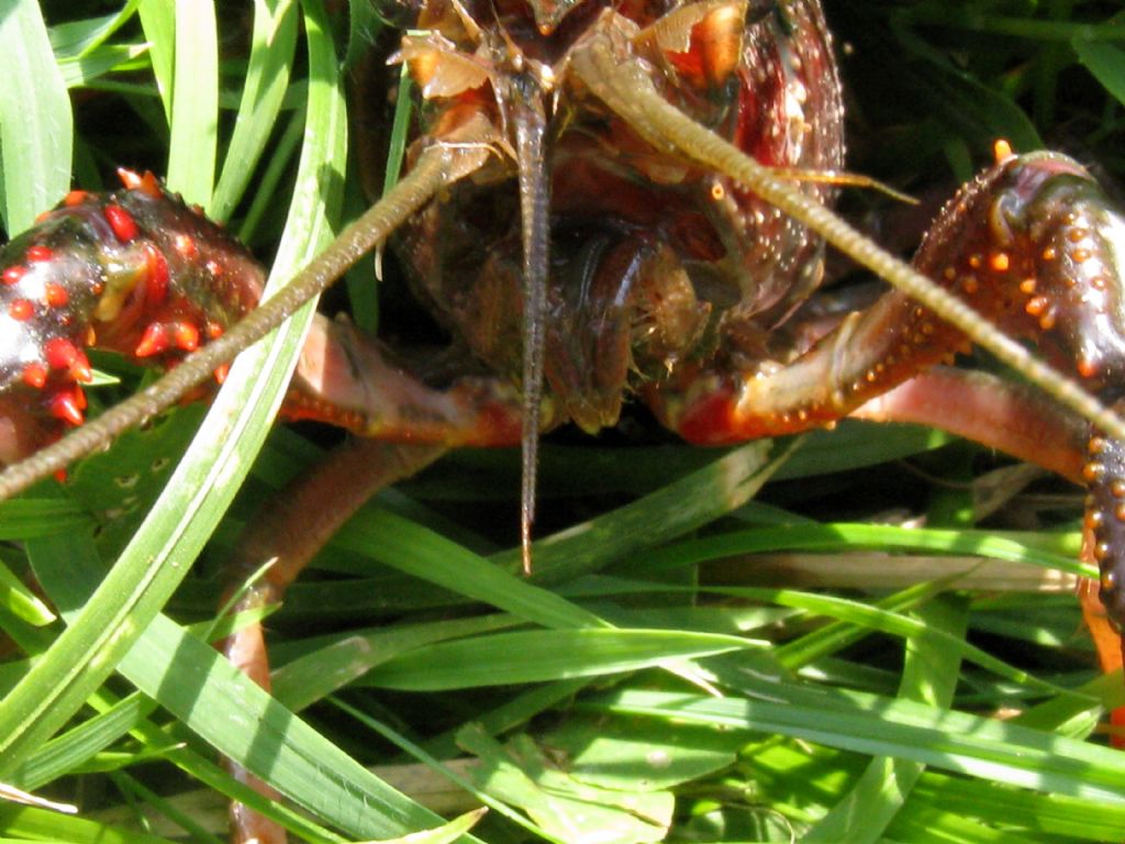 Gambero rosso della Louisiana