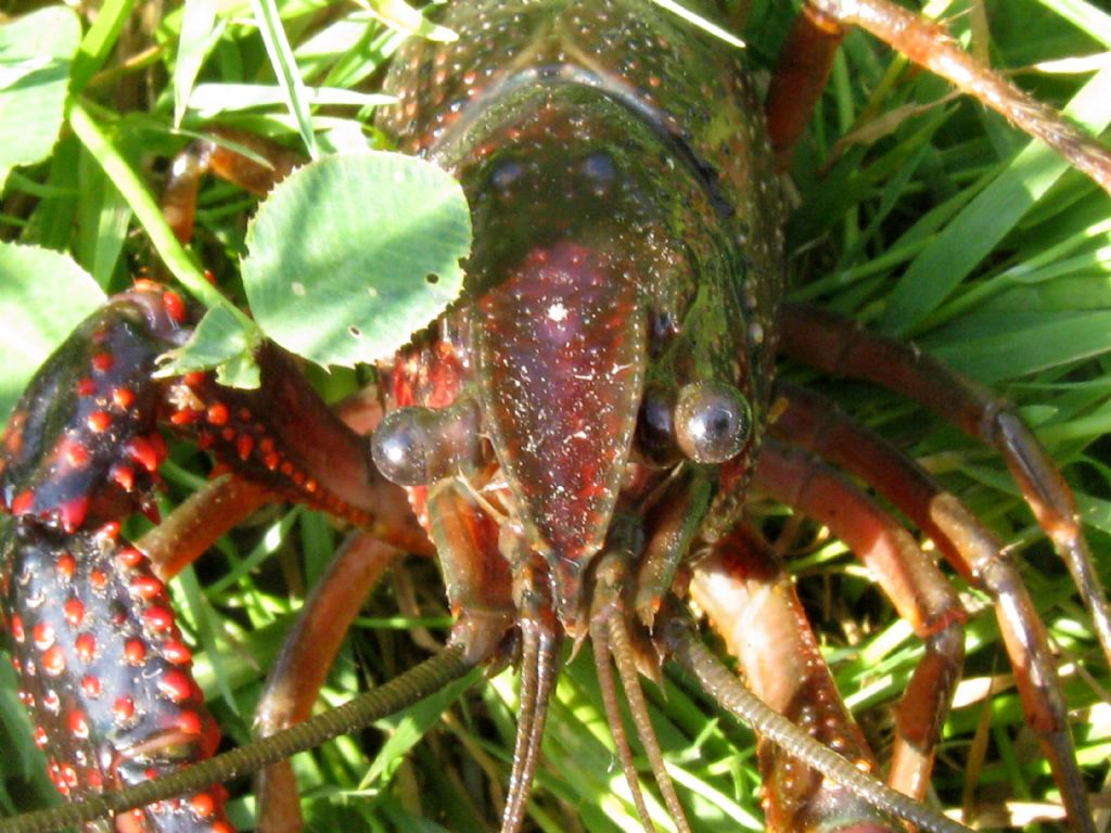 Gambero rosso della Louisiana