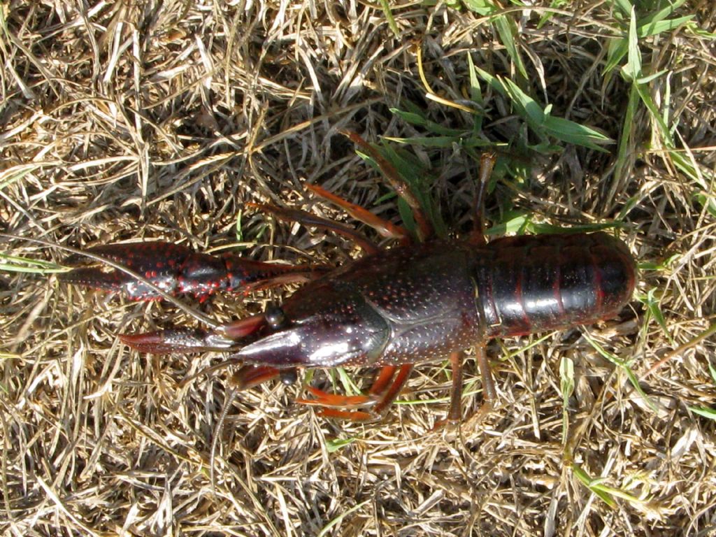 Gambero rosso della Louisiana