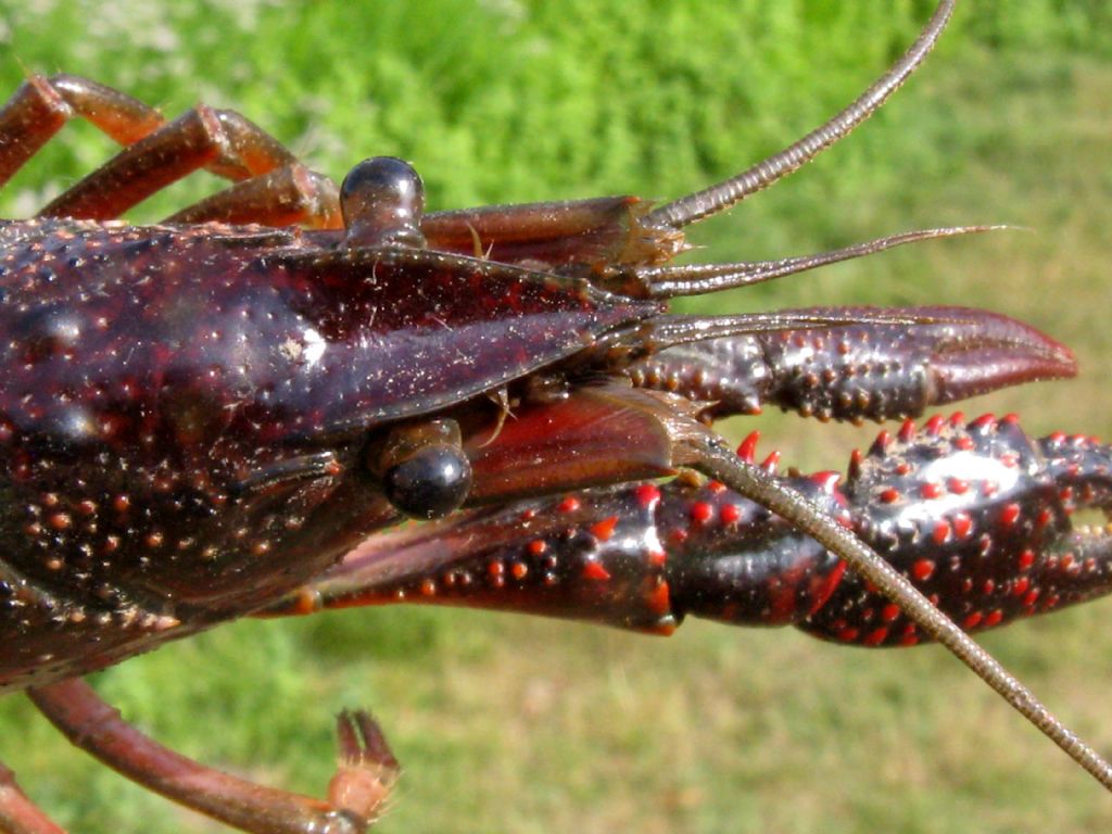 Gambero rosso della Louisiana