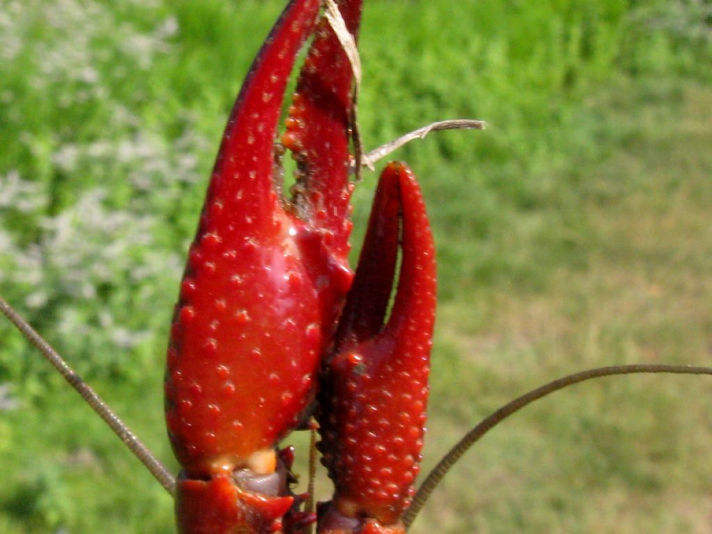 Gambero rosso della Louisiana