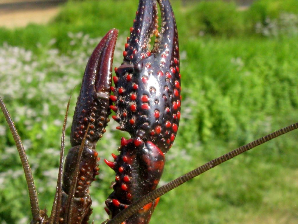 Gambero rosso della Louisiana