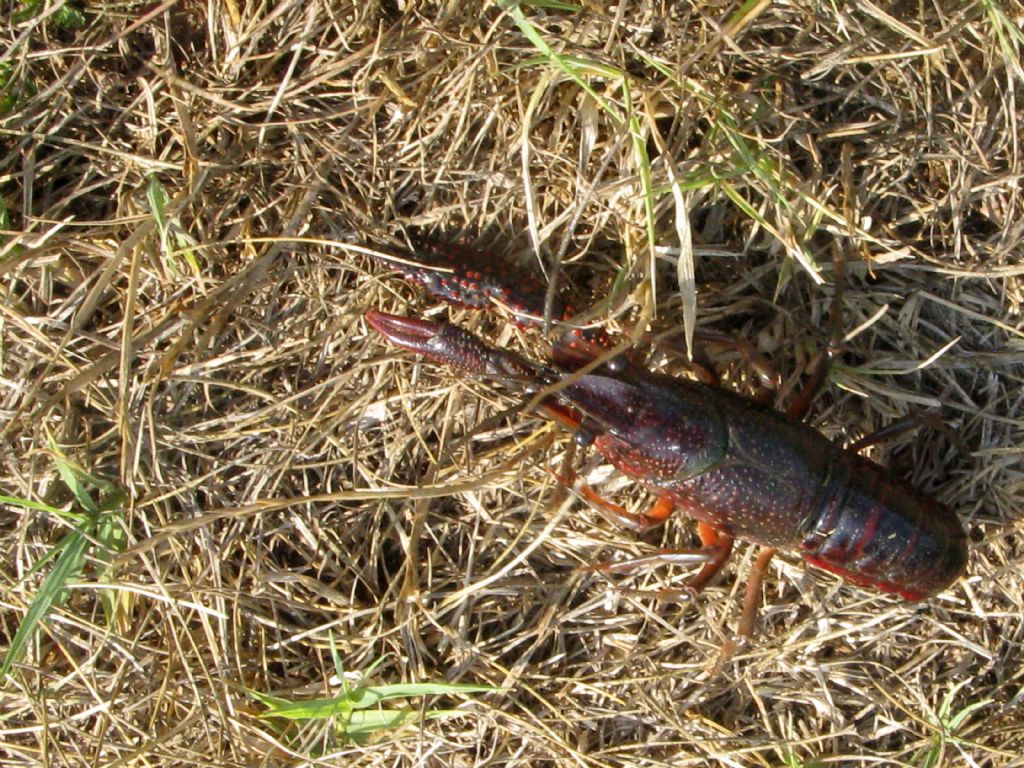 Gambero rosso della Louisiana