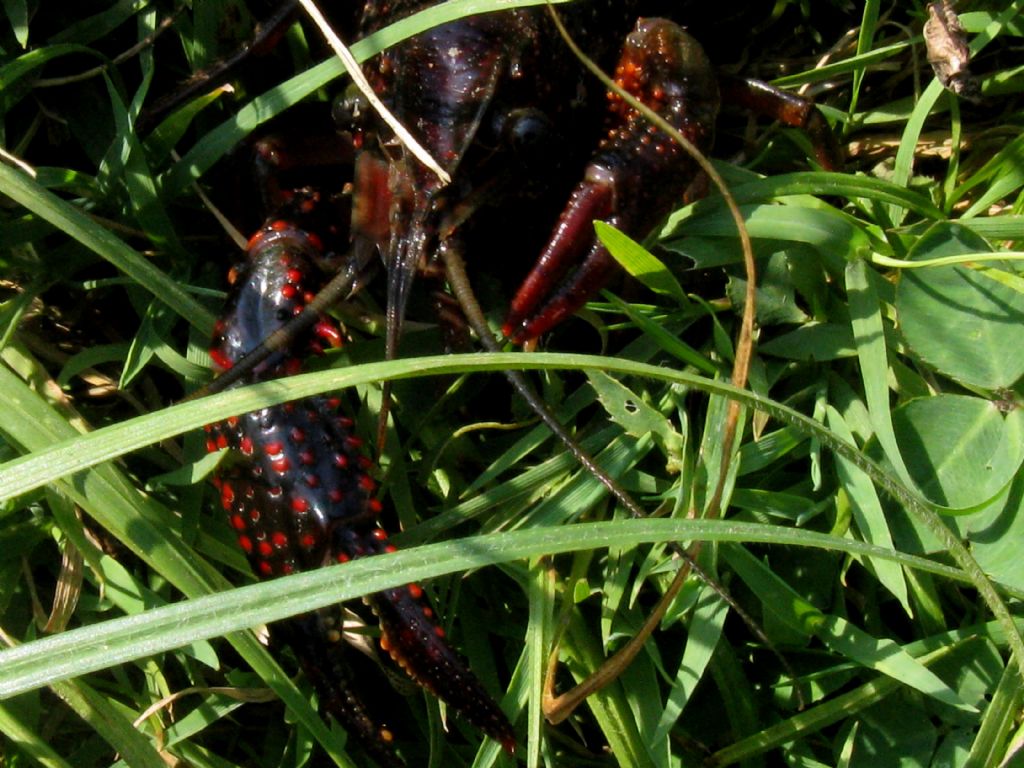 Gambero rosso della Louisiana