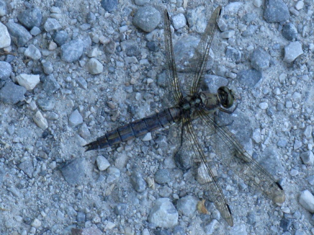 Libellula da identificare: Orthetrum cancellatum, femmina