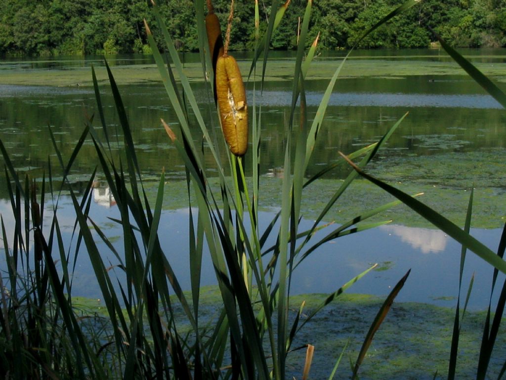 Typha latifolia...