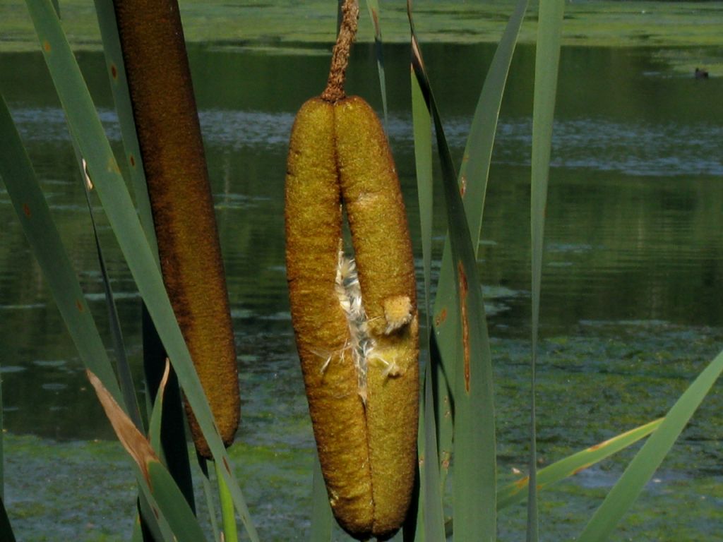 Typha latifolia...