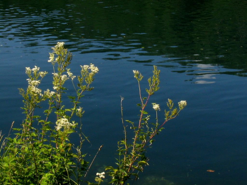 Filipendula ulmaria (Rosaceae)