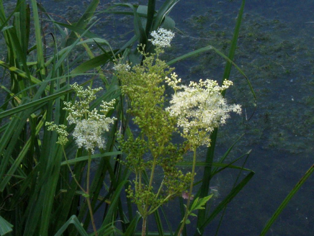 Filipendula ulmaria (Rosaceae)