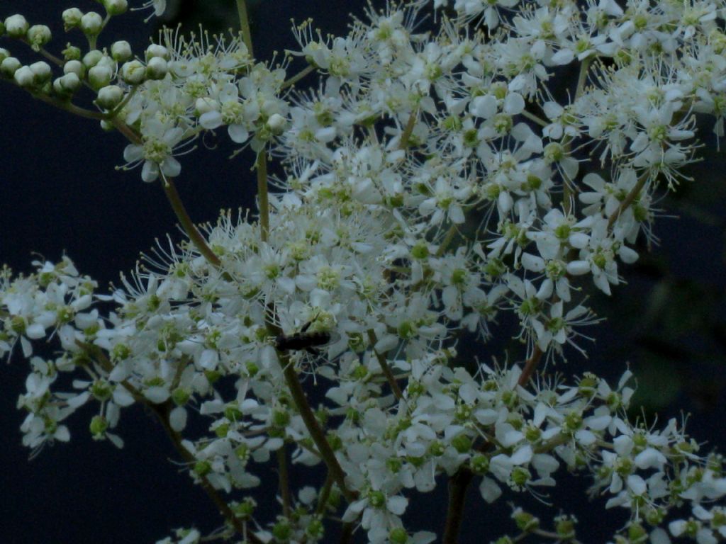 Filipendula ulmaria (Rosaceae)
