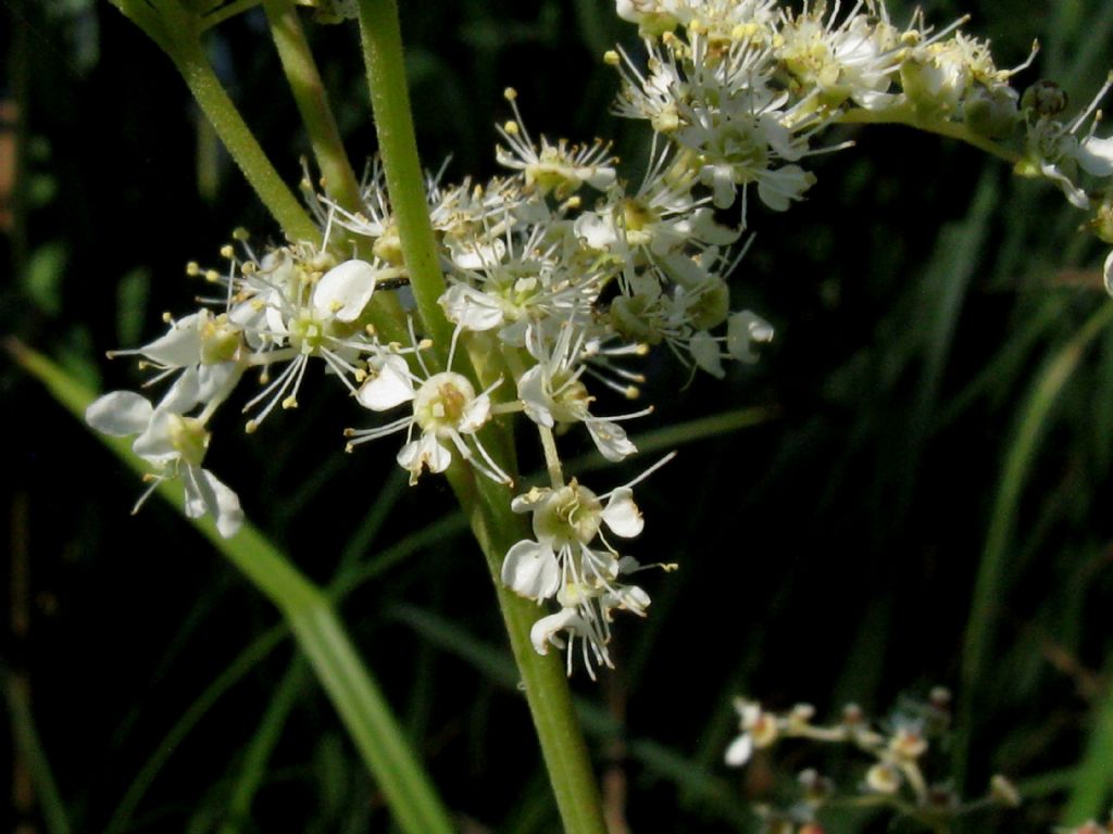 Filipendula ulmaria (Rosaceae)