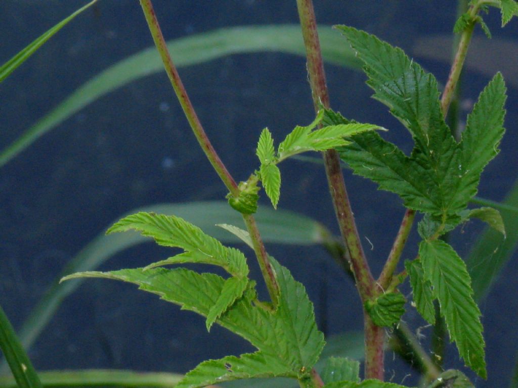 Filipendula ulmaria (Rosaceae)