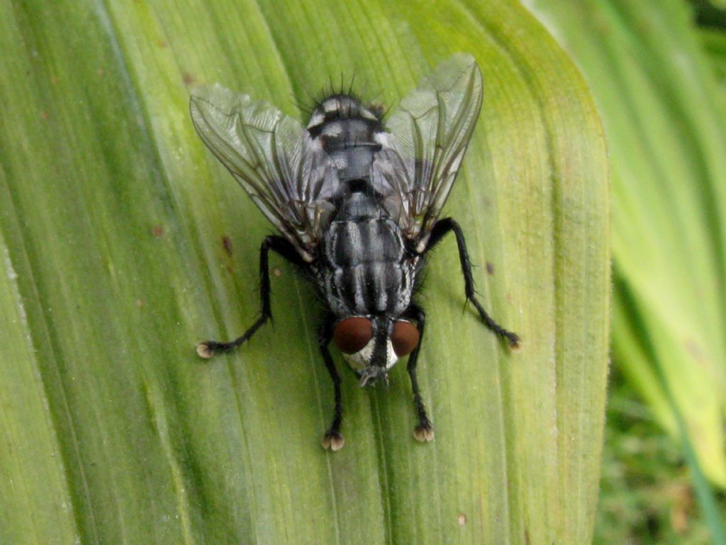 Muscidae...?  No, Sarcophagidae: Sarcophaga sp.