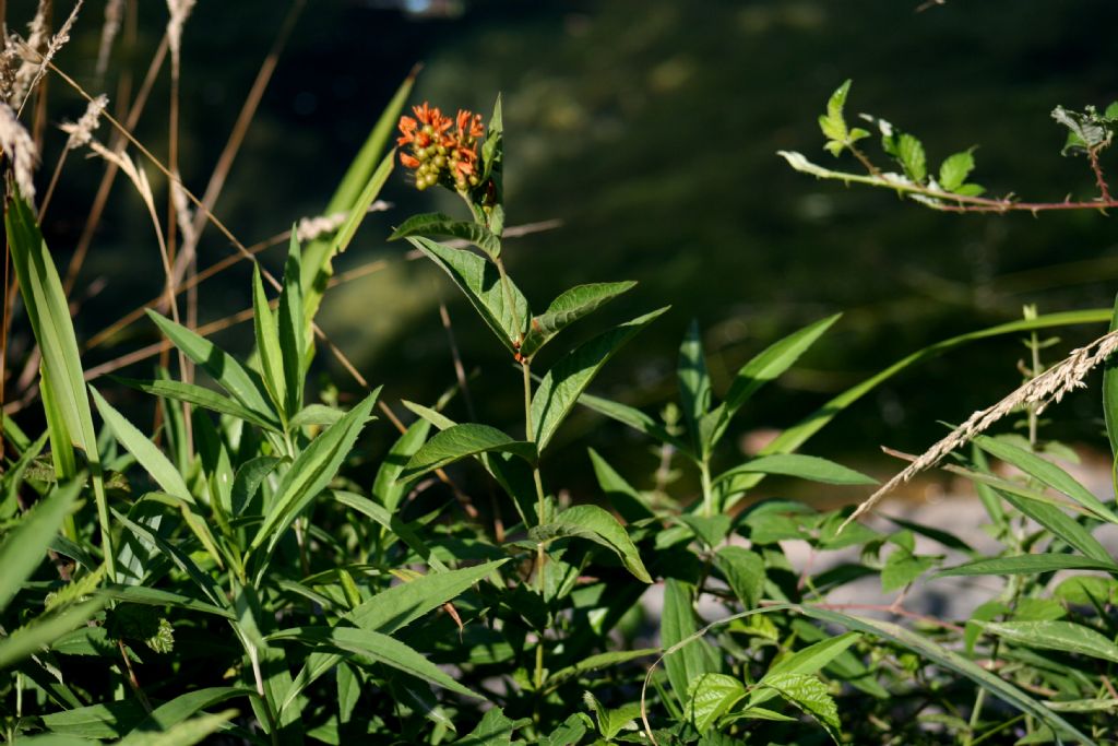 Lysimachia? S, Lysimachia vulgaris (Primulaceae)