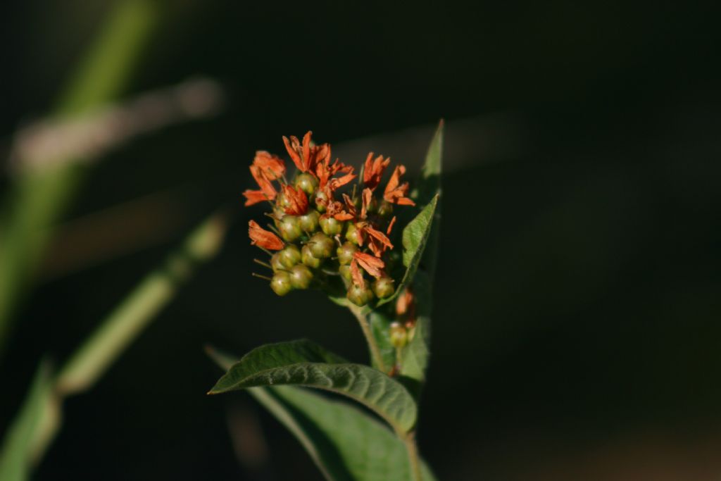 Lysimachia? S, Lysimachia vulgaris (Primulaceae)