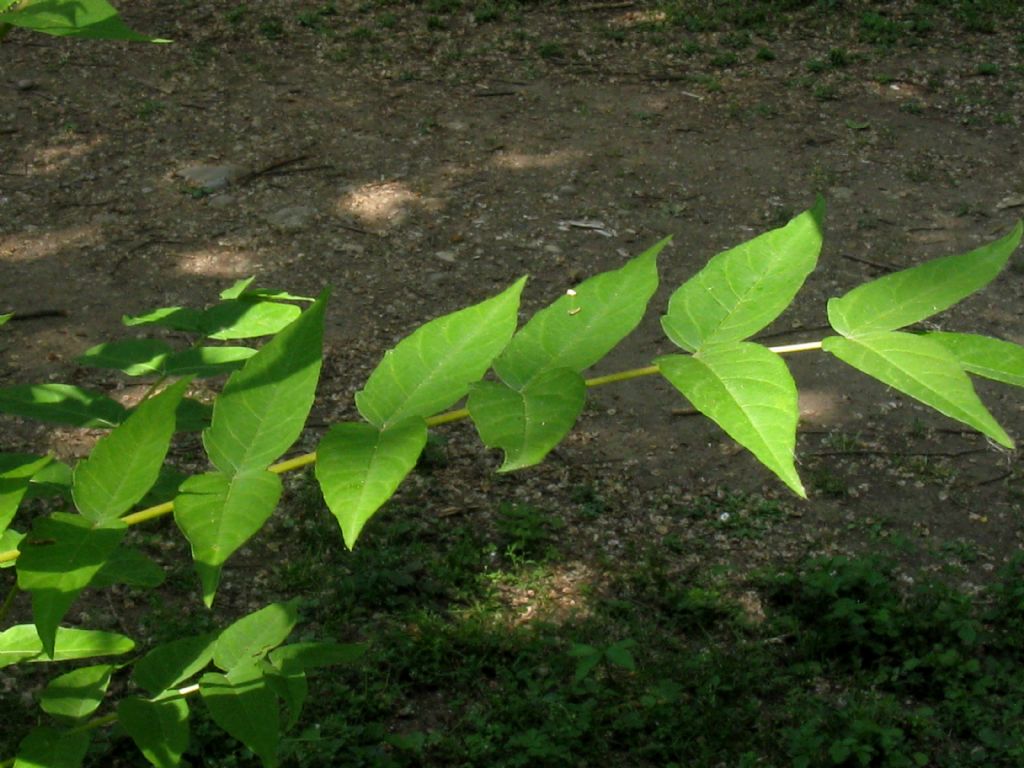 Pianta identificabile?