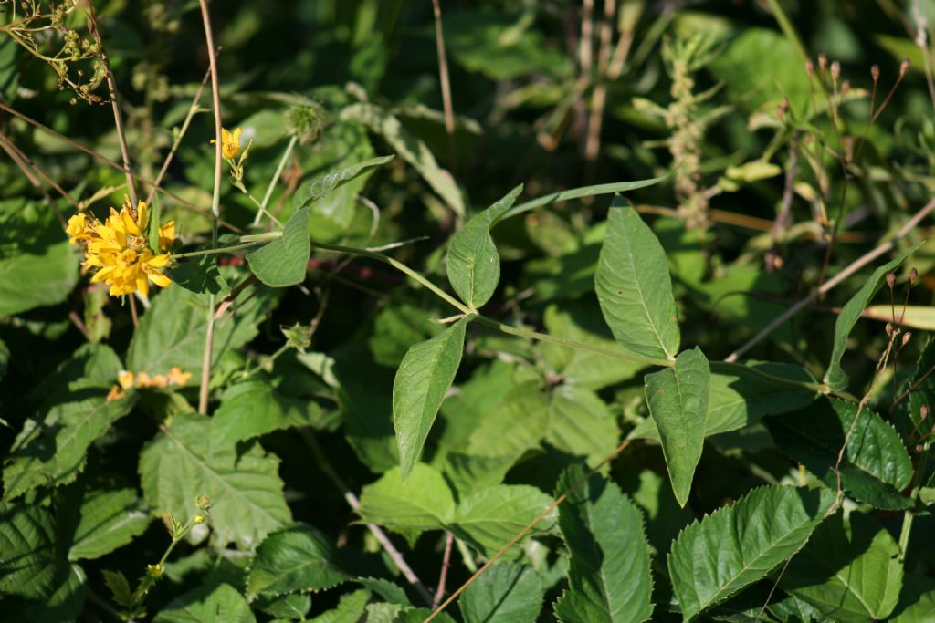 Lysimachia vulgaris (Primulaceae)