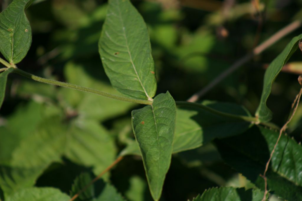 Lysimachia vulgaris (Primulaceae)