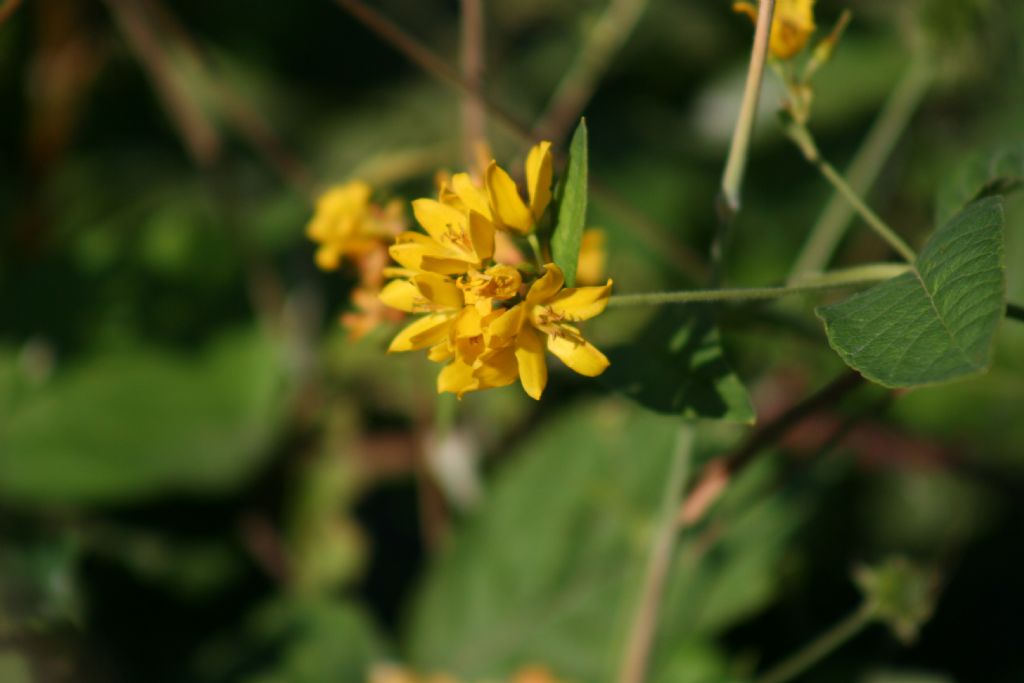 Lysimachia vulgaris (Primulaceae)