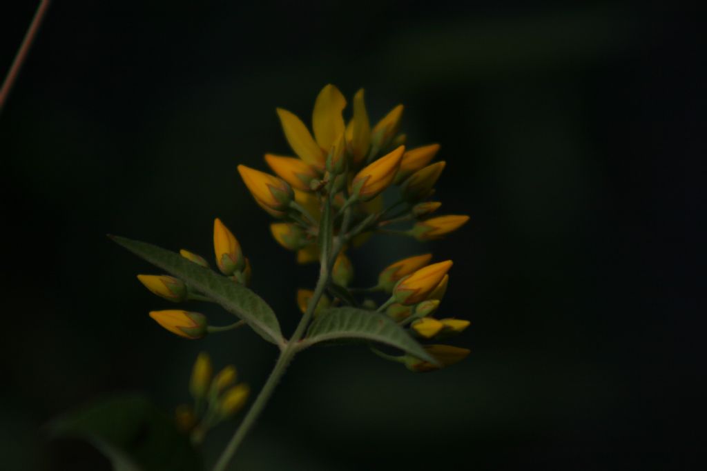 Lysimachia vulgaris (Primulaceae)