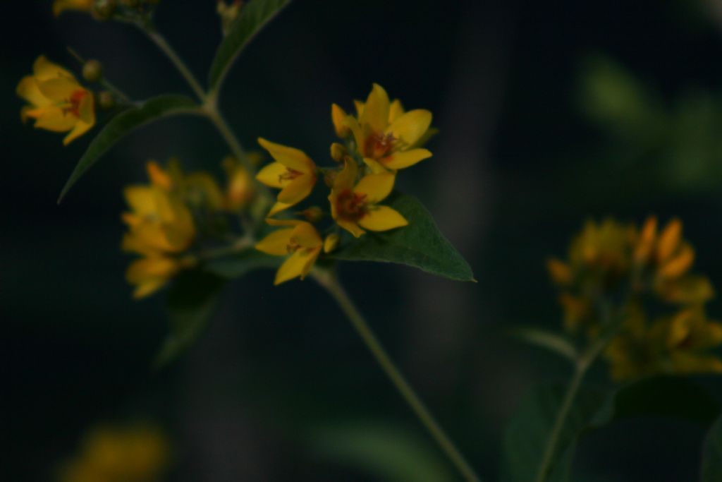 Lysimachia vulgaris (Primulaceae)