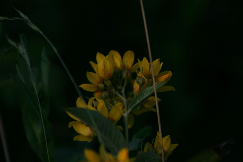 Lysimachia vulgaris (Primulaceae)