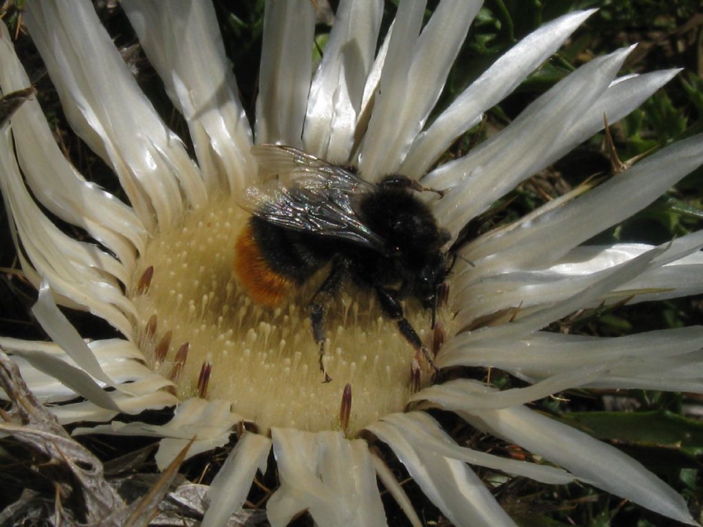 Bombo...? S, Bombus sp.