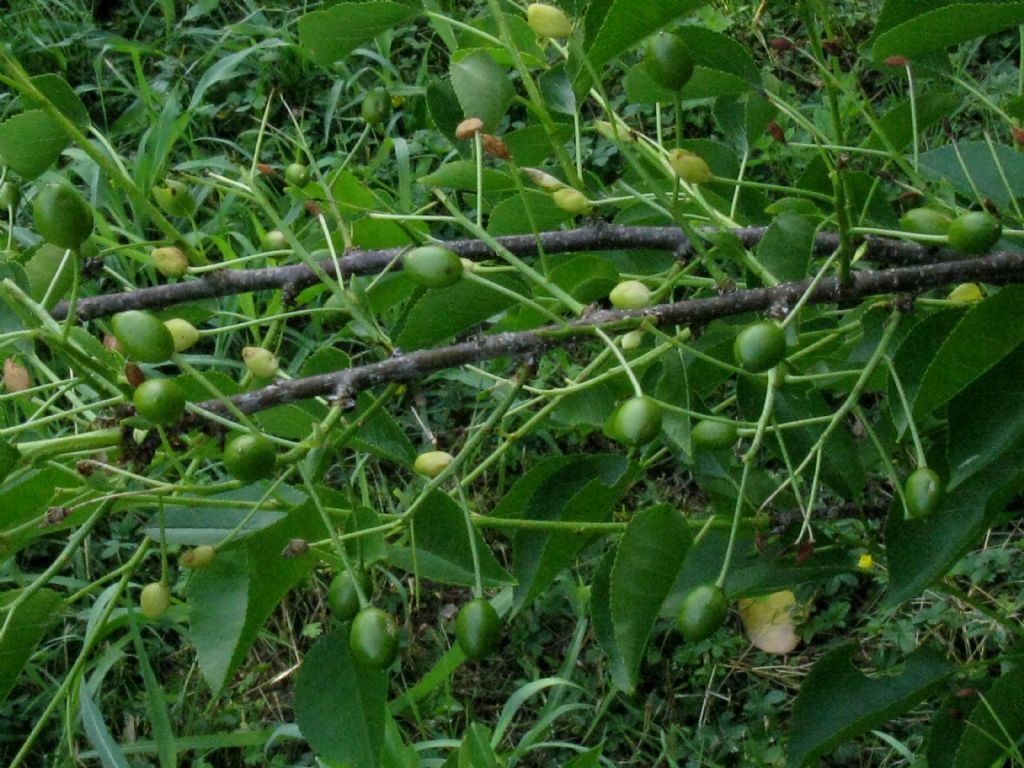 Ciliegio a grappolo?  Prunus mahaleb