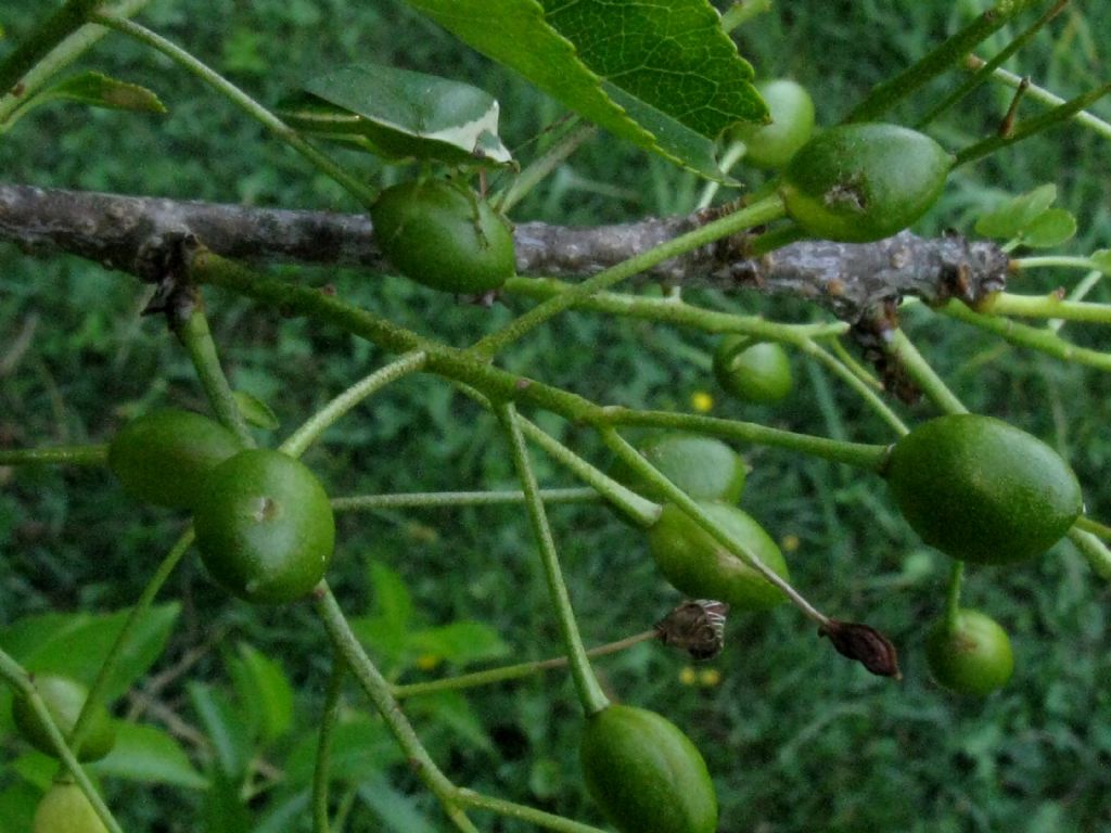 Ciliegio a grappolo?  Prunus mahaleb