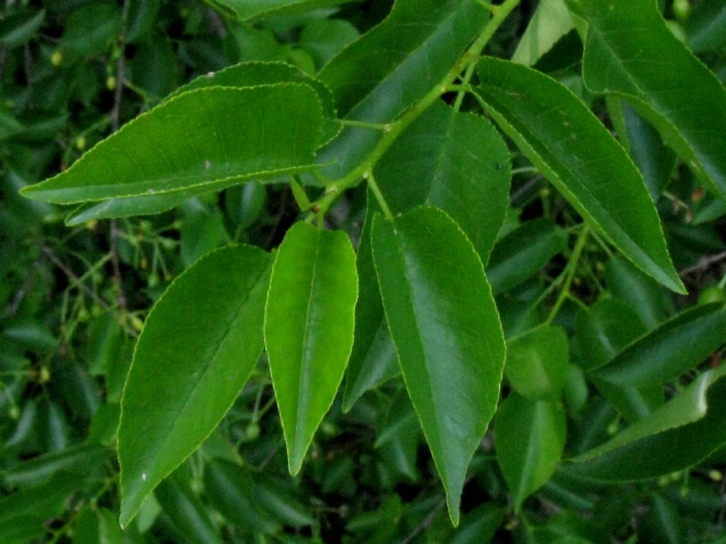 Ciliegio a grappolo?  Prunus mahaleb
