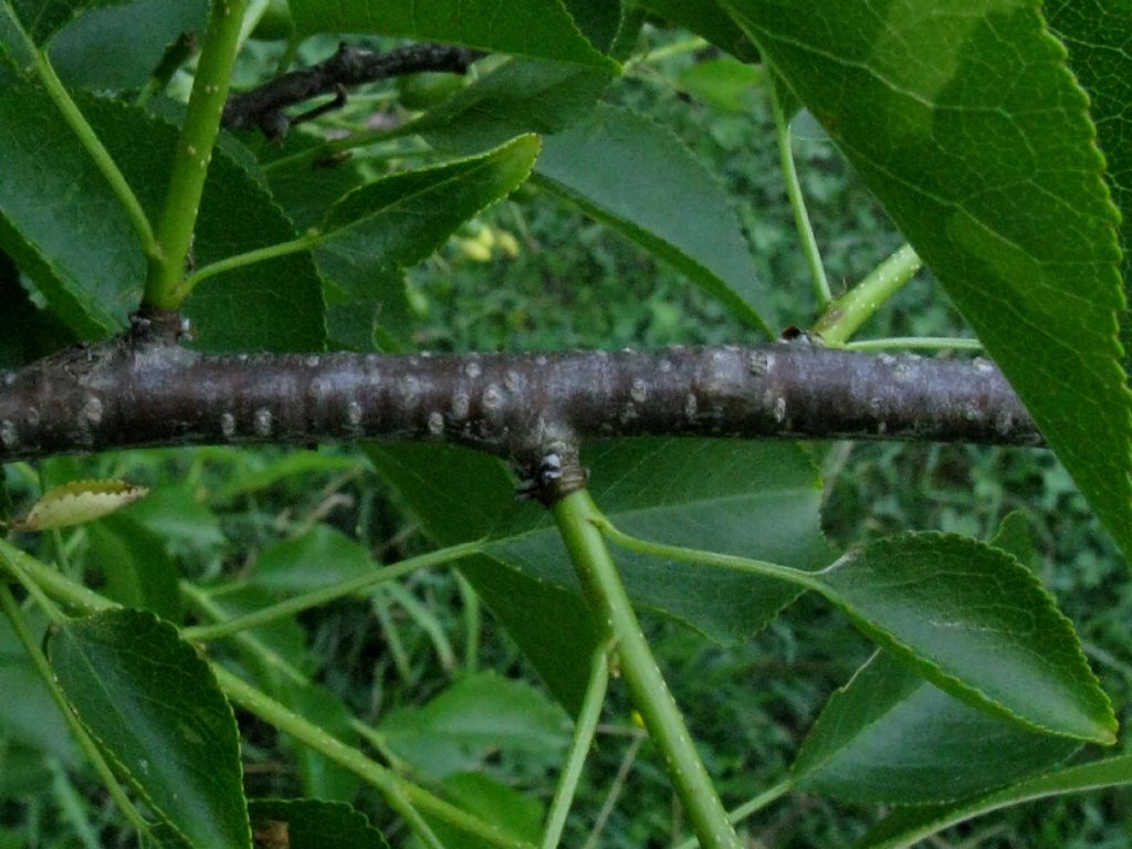 Ciliegio a grappolo?  Prunus mahaleb