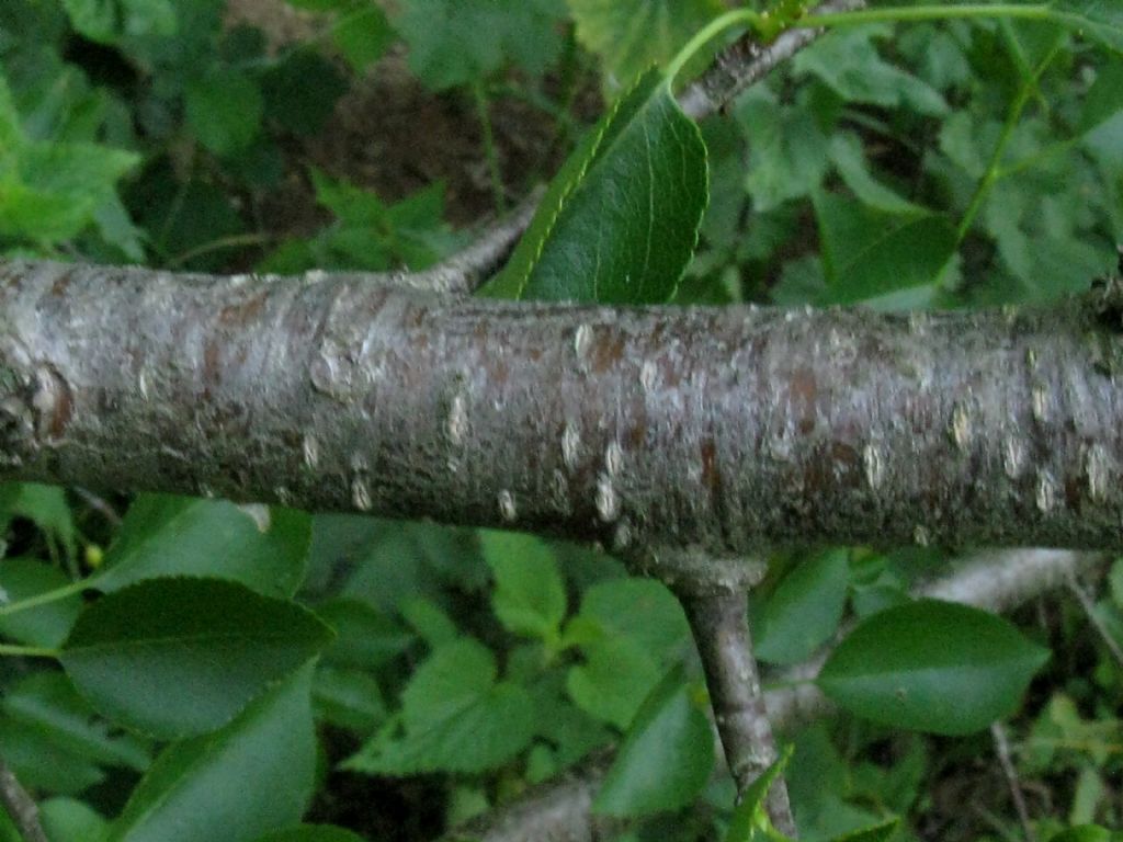 Ciliegio a grappolo?  Prunus mahaleb