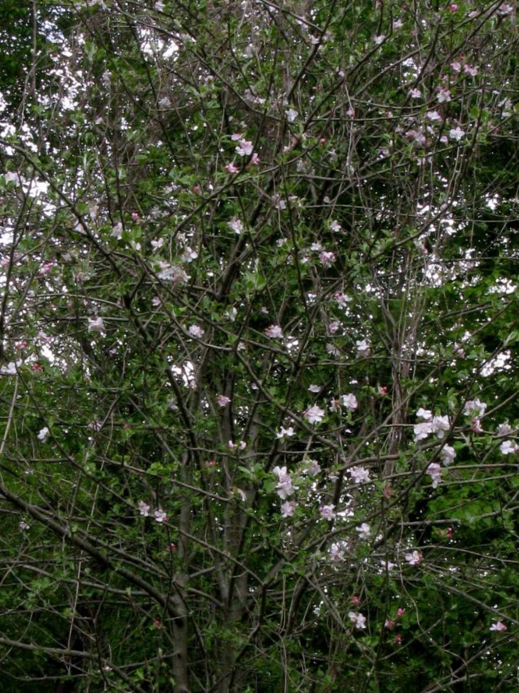 Pyrus communis?  No, Malus domestica