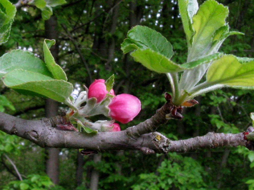 Pyrus communis?  No, Malus domestica