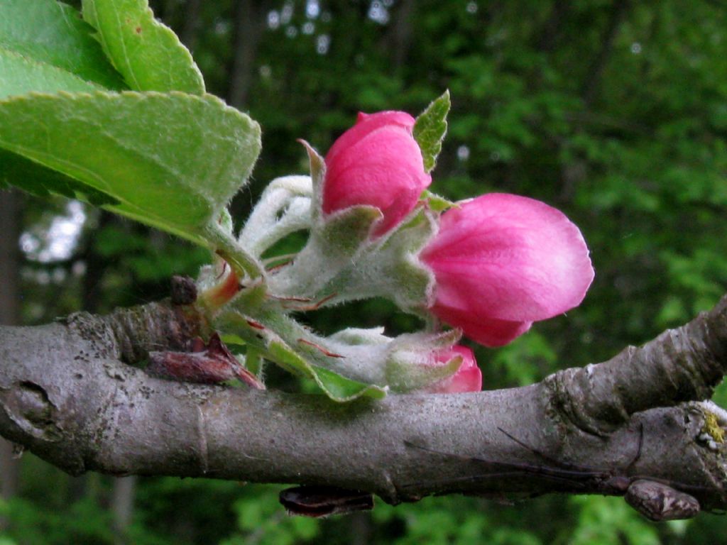 Pyrus communis?  No, Malus domestica