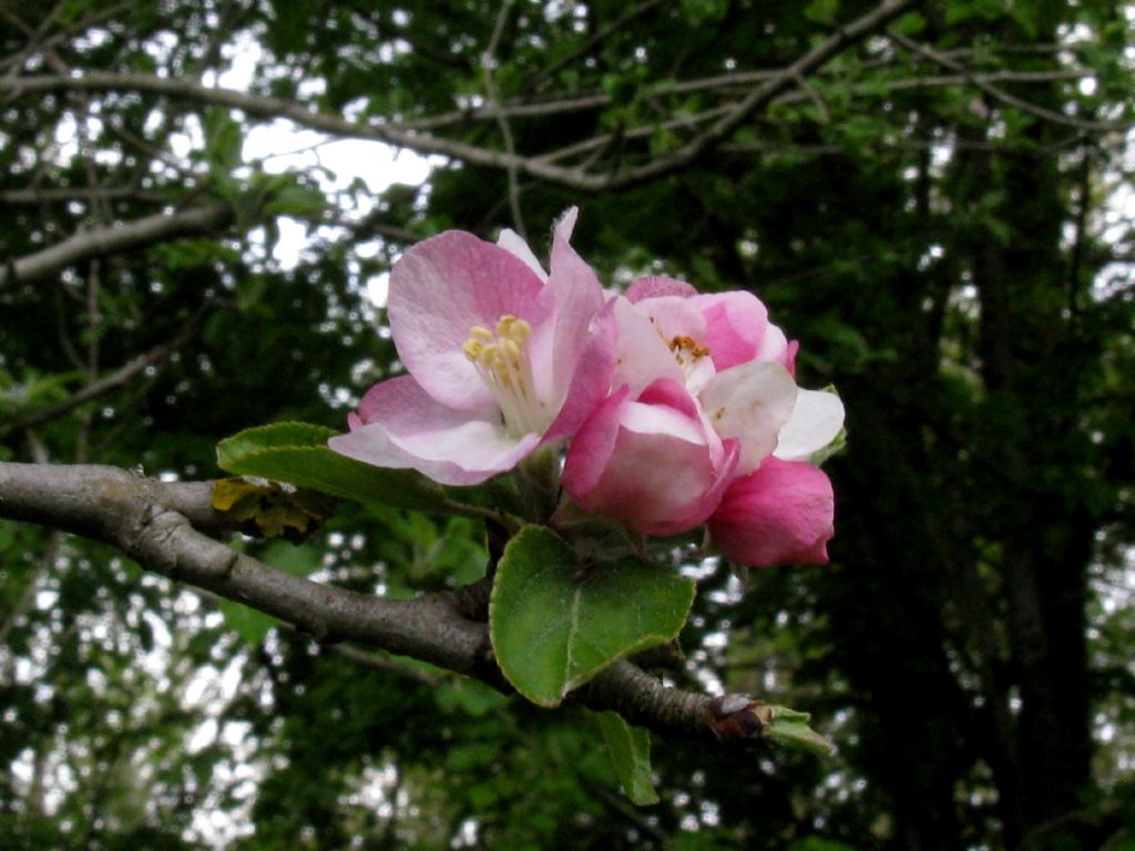 Pyrus communis?  No, Malus domestica