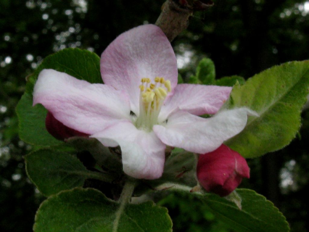 Pyrus communis?  No, Malus domestica