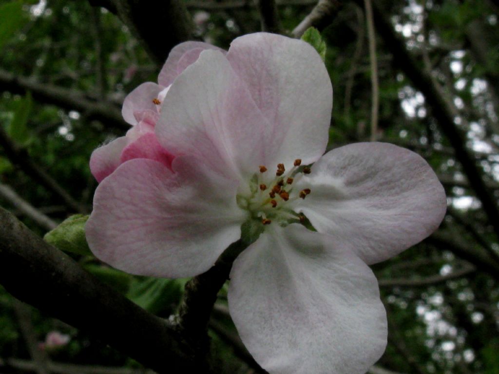 Pyrus communis?  No, Malus domestica