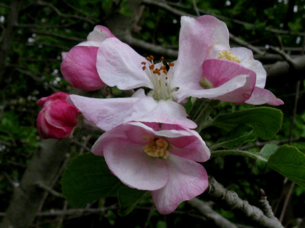 Pyrus communis?  No, Malus domestica