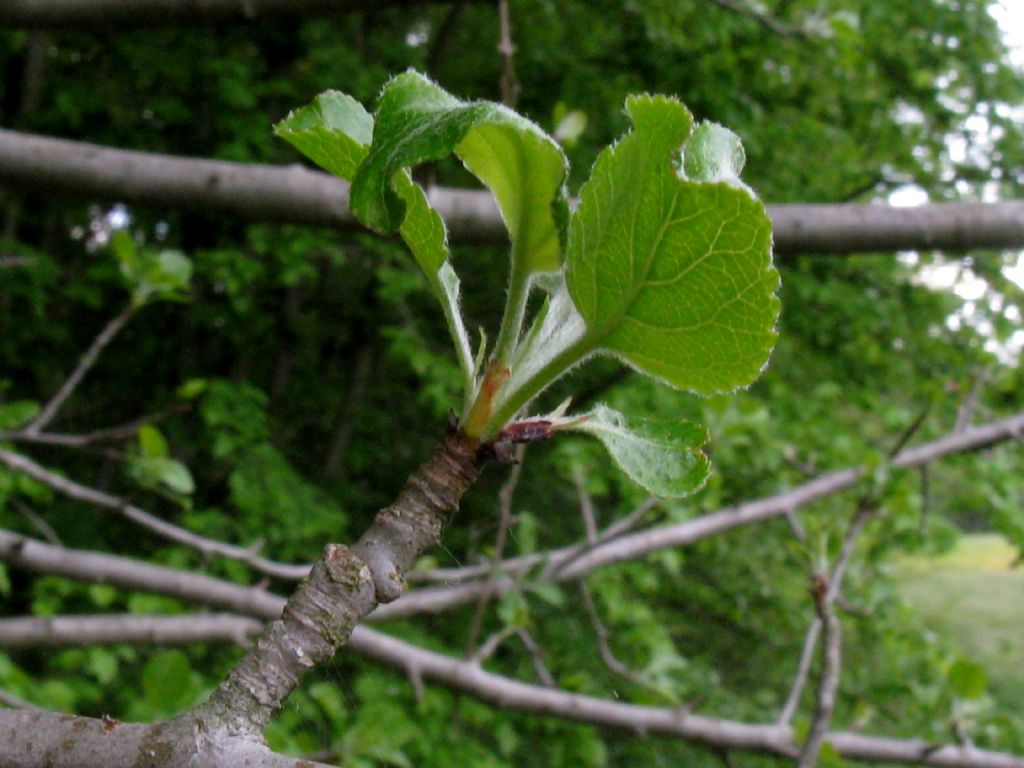 Pyrus communis?  No, Malus domestica