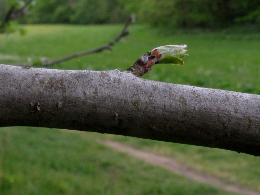 Pyrus communis?  No, Malus domestica