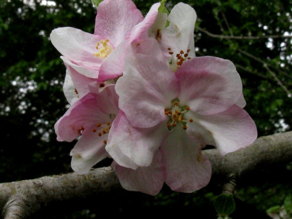 Pyrus communis?  No, Malus domestica