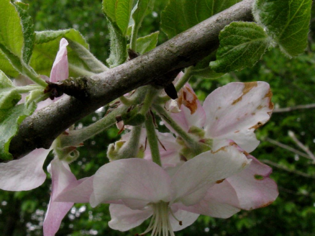 Pyrus communis?  No, Malus domestica