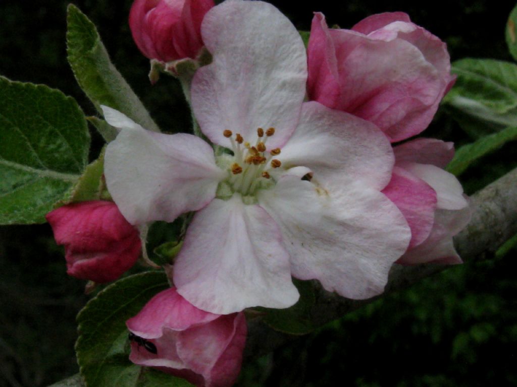 Pyrus communis?  No, Malus domestica