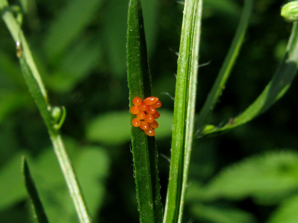 Uova di Coccinella?  S, di Harmonia axyridis