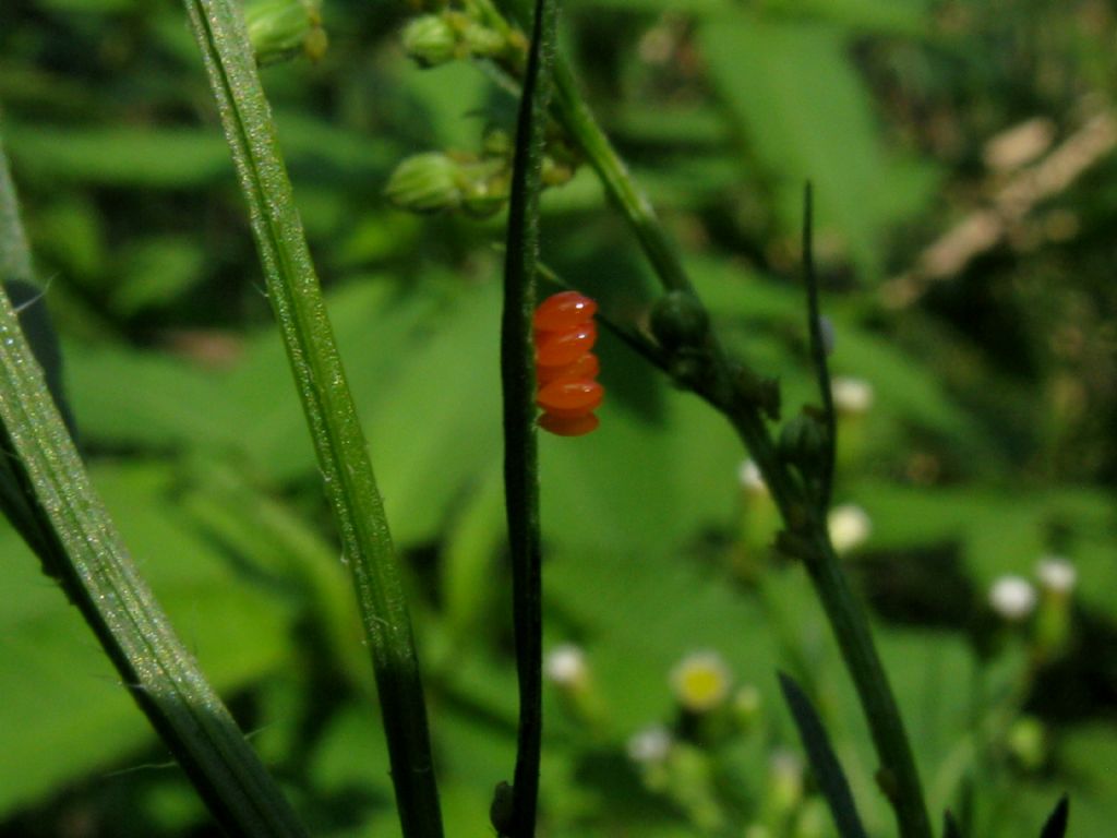 Uova di Coccinella?  S, di Harmonia axyridis