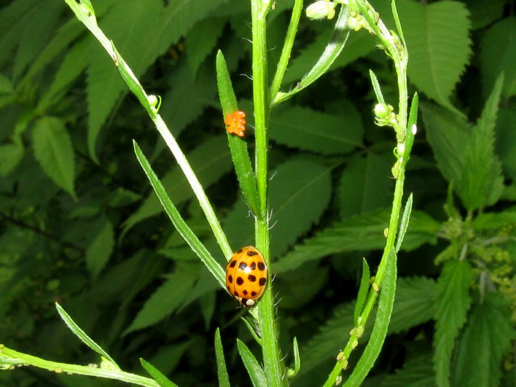 Uova di Coccinella?  S, di Harmonia axyridis