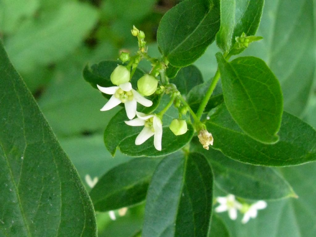 Vincentoxicum hirundinaria? S