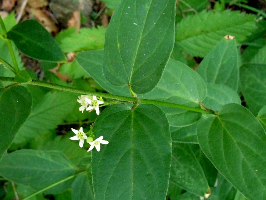 Vincentoxicum hirundinaria? S